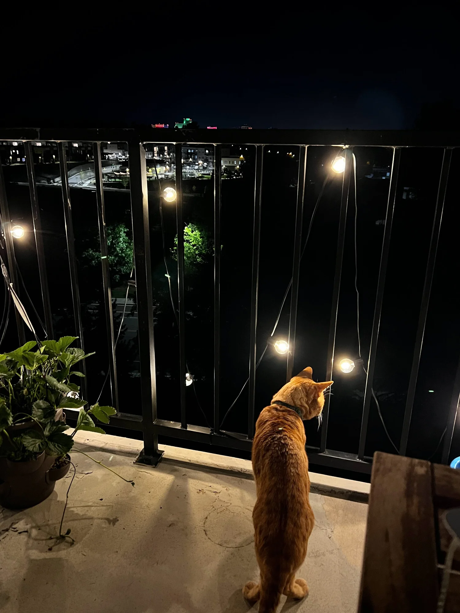 Cat by a window at night among plants and lights